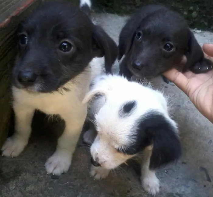 Cachorro ra a raça desconhecida  idade 2 a 6 meses nome Sem nome ( opção de