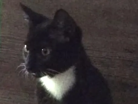 Gato ra a Sem raça definida  idade 2 a 6 meses nome Yoshi