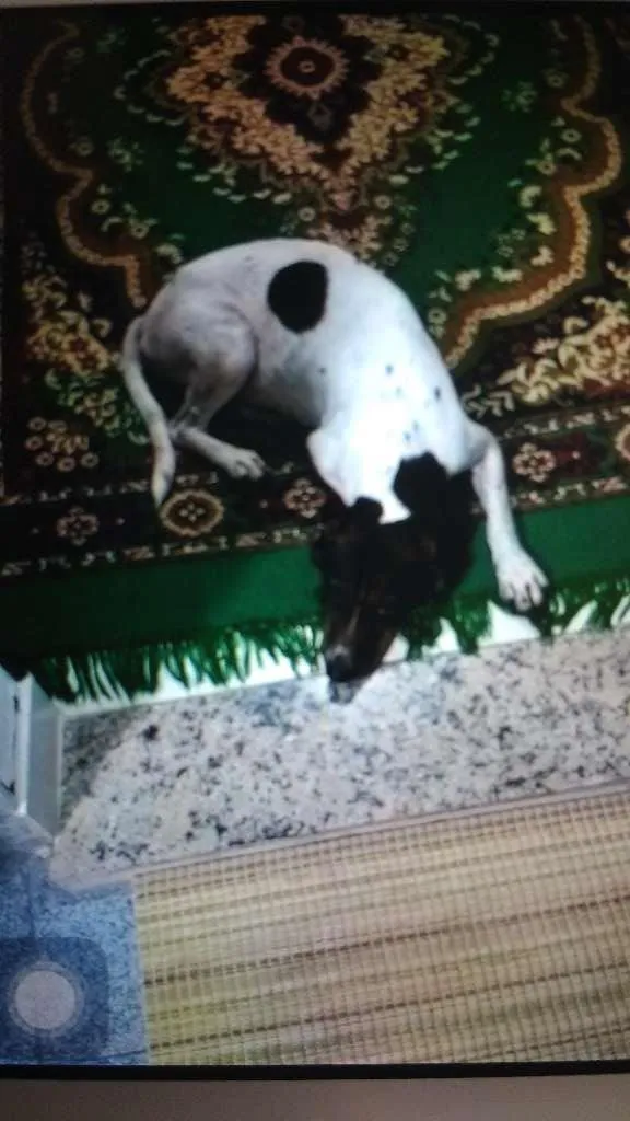 Cachorro raça Bigol idade 2 anos nome Laika