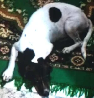 Cachorro raça Bigol idade 2 anos nome Laika