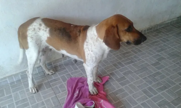 Cachorro ra a Billy idade  nome Bonitona