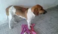 Bonitona