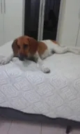 Bonitona