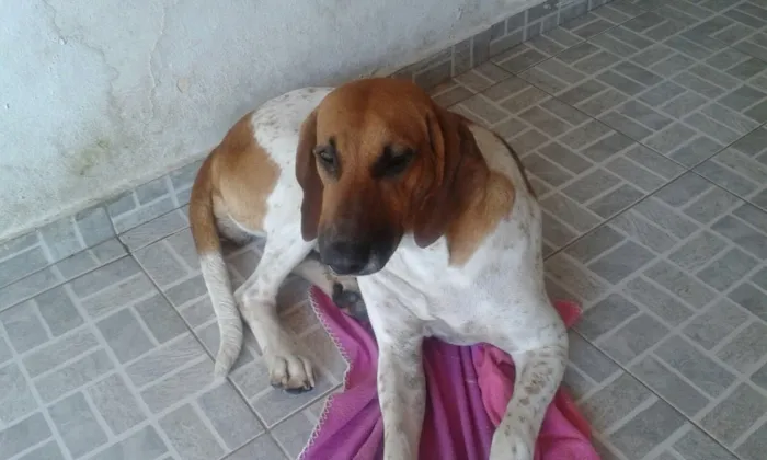 Cachorro ra a Billy idade  nome Bonitona