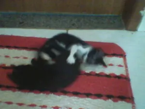 Gato raça SRD idade Abaixo de 2 meses nome MENINO E MENINA ADOTE