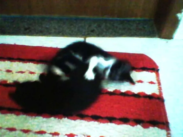 Gato raça SRD idade Abaixo de 2 meses nome MENINO E MENINA ADOTE