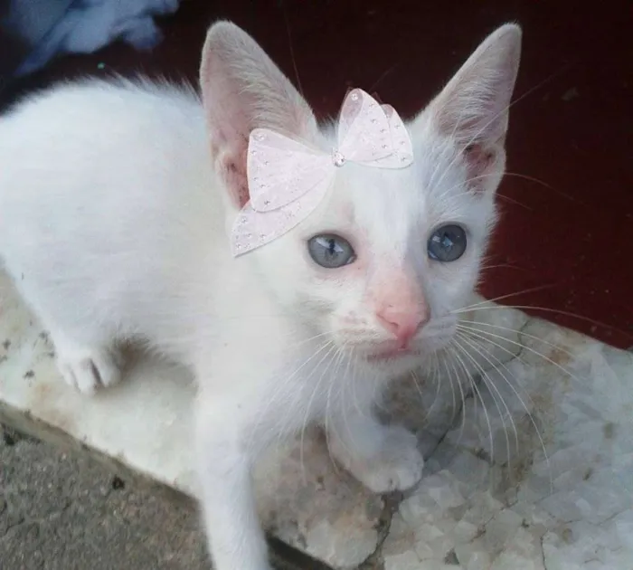 Gato ra a  idade Abaixo de 2 meses nome sem nome