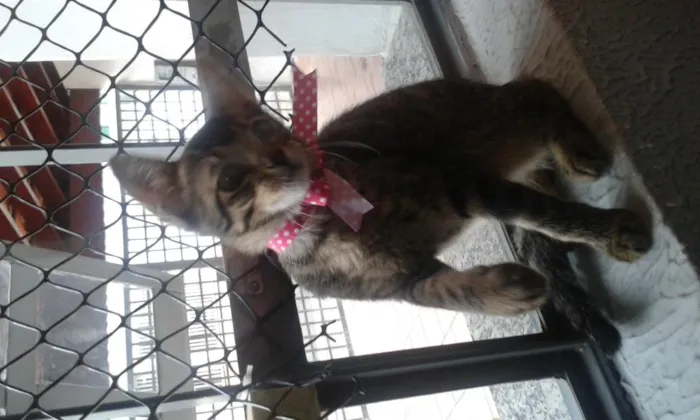 Gato ra a SRD idade Abaixo de 2 meses nome ainda não tem nome