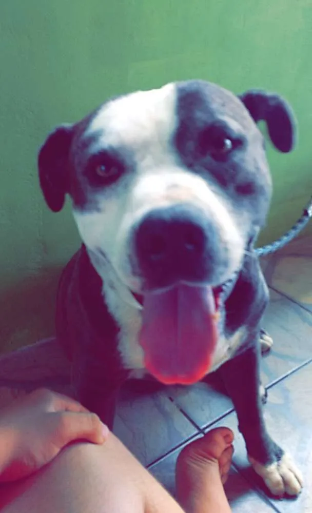 Cachorro ra a Pit bull idade 5 anos nome Ayrom