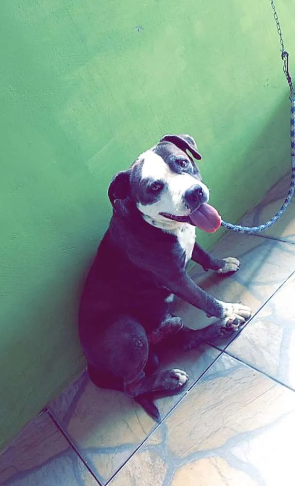 Cachorro ra a Pit bull idade 5 anos nome Ayrom