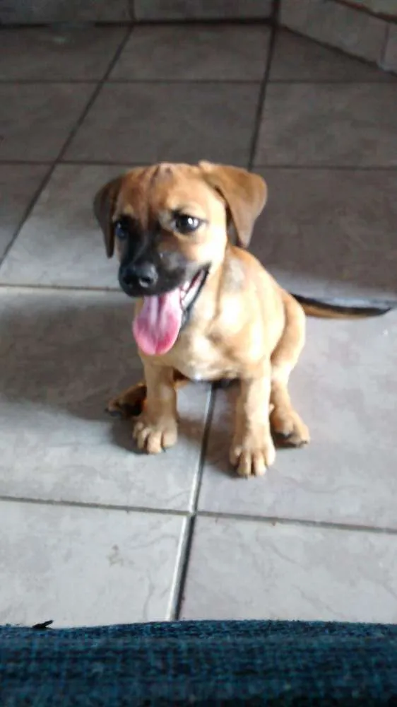 Cachorro ra a Mestiço de salsicha idade 2 a 6 meses nome Bruce