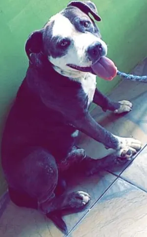 Cachorro raça Pit bull idade 5 anos nome Ayrom