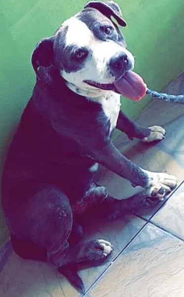 Cachorro ra a Pit bull idade 5 anos nome Ayrom