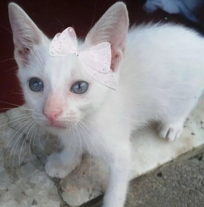 Gato ra a  idade Abaixo de 2 meses nome sem nome