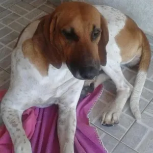Cachorro raça Billy idade  nome Bonitona