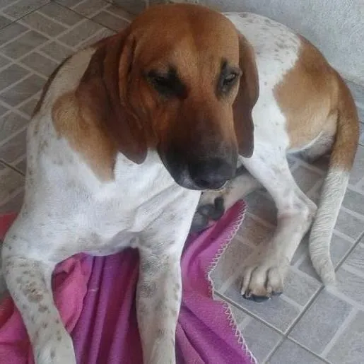 Cachorro ra a Billy idade  nome Bonitona
