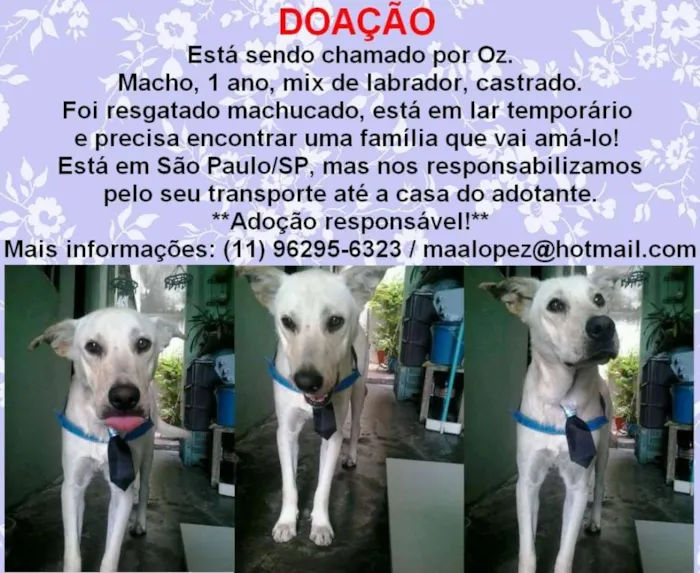 Cachorro ra a SRD idade 1 ano nome Oz