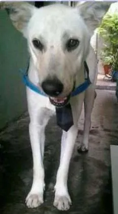 Cachorro ra a SRD idade 1 ano nome Oz