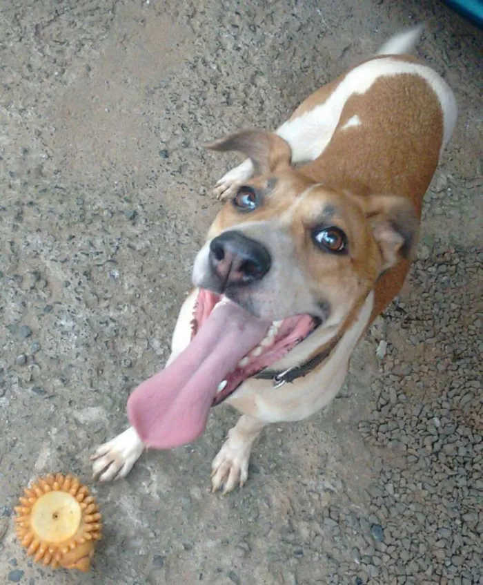 Cachorro ra a Vira Lata  idade 3 anos nome Nina