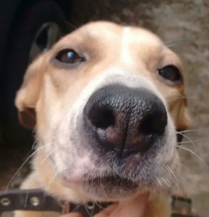 Cachorro ra a Vira Lata  idade 3 anos nome Nina