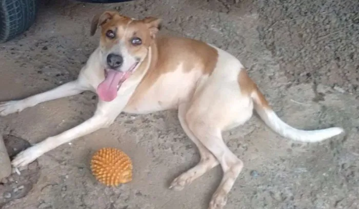 Cachorro ra a Vira Lata  idade 3 anos nome Nina