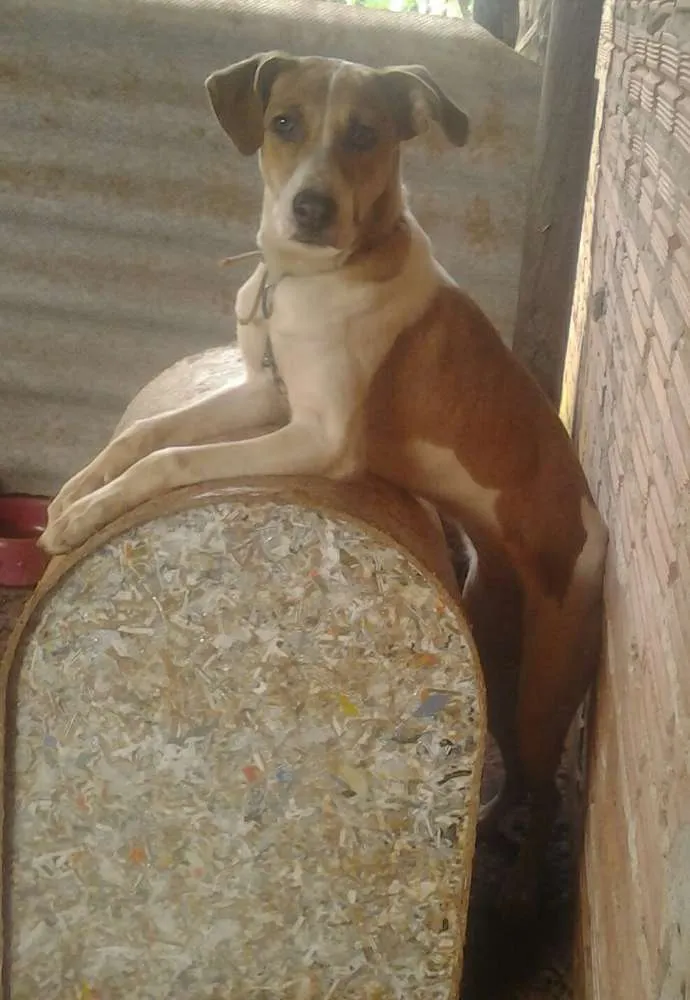 Cachorro ra a Vira Lata  idade 3 anos nome Nina