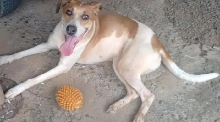 Cachorro ra a Vira Lata  idade 3 anos nome Nina