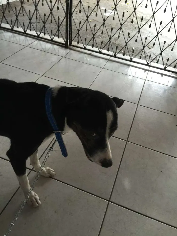 Cachorro ra a vira lata idade 3 anos nome ZULU