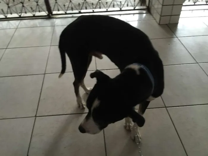 Cachorro ra a vira lata idade 3 anos nome ZULU
