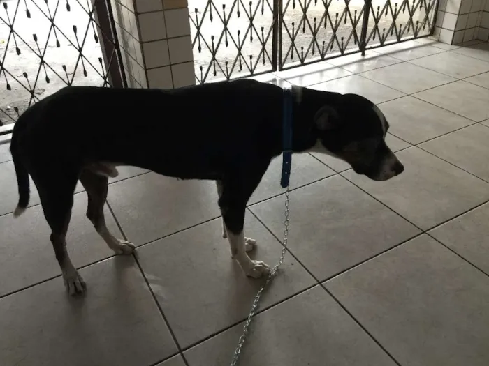 Cachorro ra a vira lata idade 3 anos nome ZULU