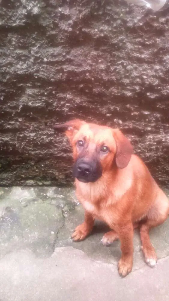 Cachorro ra a SRD  idade 7 a 11 meses nome Bob