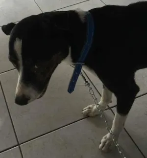 Cachorro raça vira lata idade 3 anos nome ZULU