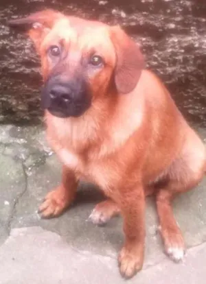 Cachorro raça SRD  idade 7 a 11 meses nome Bob