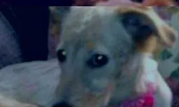 Cachorro ra a desconhecida idade 2 a 6 meses nome suzy