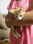 Mel