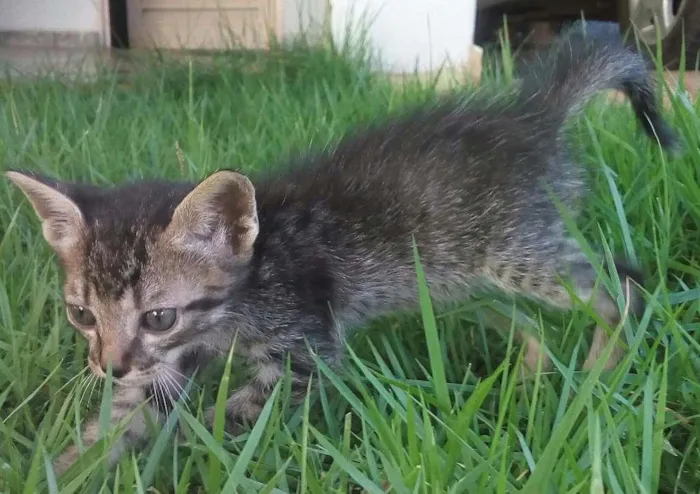 Gato ra a  idade 2 a 6 meses nome Ainda não possui nome