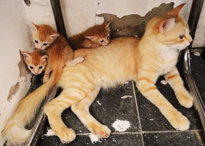 Gato ra a não definida idade Abaixo de 2 meses nome Lindos Gatinhos