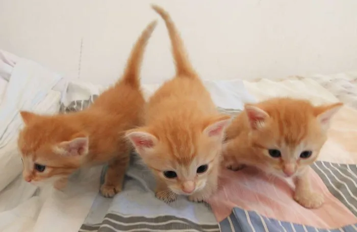 Gato ra a não definida idade Abaixo de 2 meses nome Lindos Gatinhos