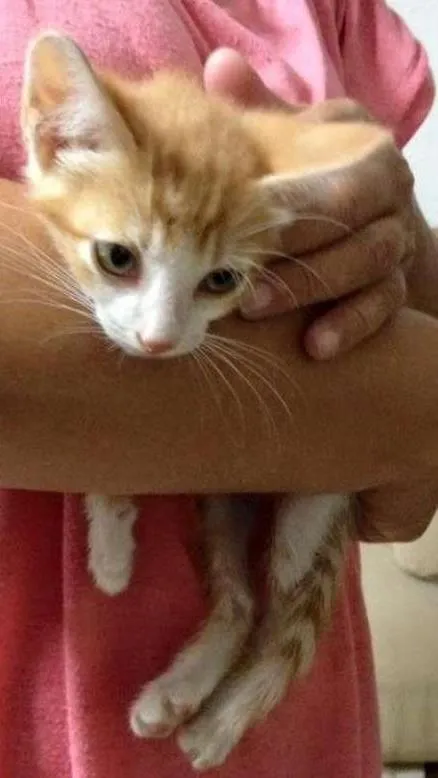 Gato ra a  idade Abaixo de 2 meses nome Mel