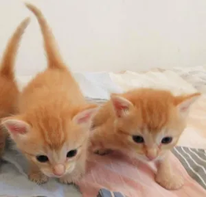 Gato raça não definida idade Abaixo de 2 meses nome Lindos Gatinhos