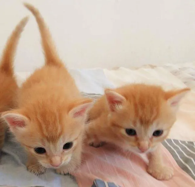 Gato ra a não definida idade Abaixo de 2 meses nome Lindos Gatinhos