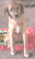 Amora
