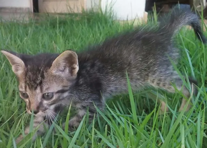 Gato ra a  idade 2 a 6 meses nome Ainda não possui nome