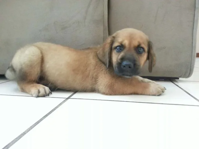 Cachorro ra a SRD idade 2 a 6 meses nome sem nome