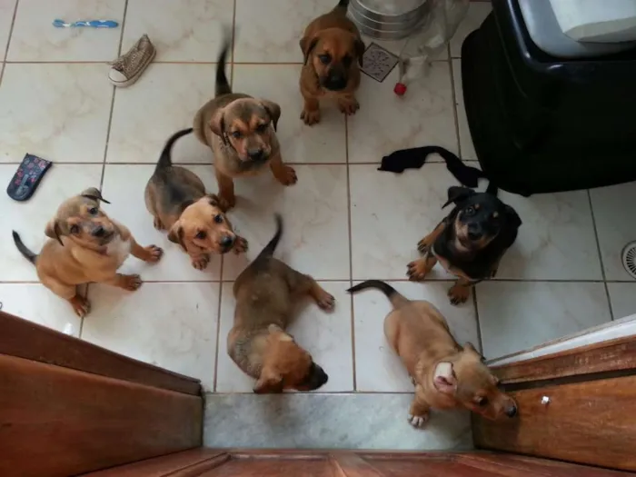 Cachorro ra a SRD idade 2 a 6 meses nome sem nome