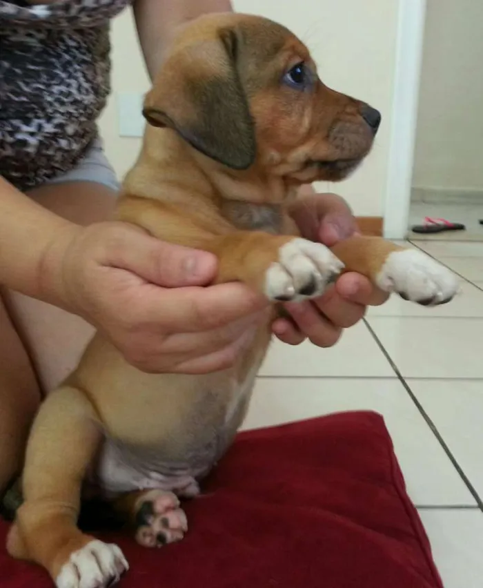 Cachorro ra a SRD idade 2 a 6 meses nome sem nome