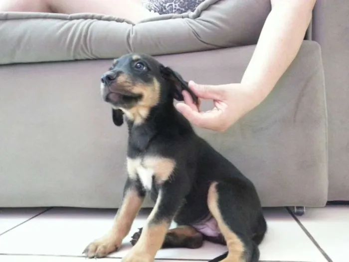 Cachorro ra a SRD idade 2 a 6 meses nome sem nome