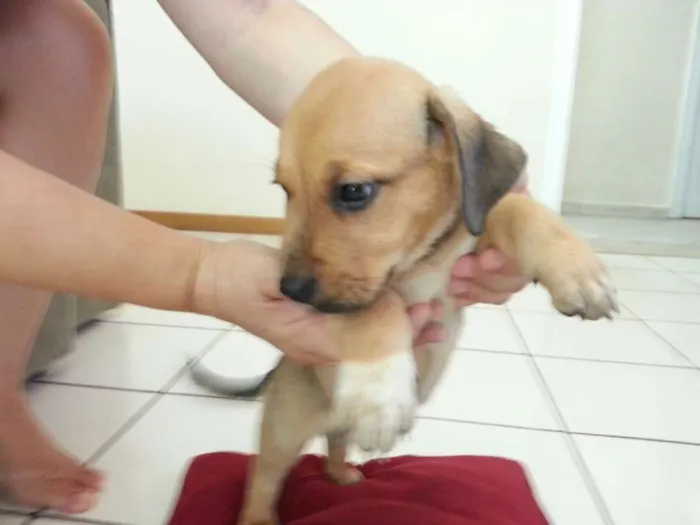 Cachorro ra a SRD idade 2 a 6 meses nome sem nome