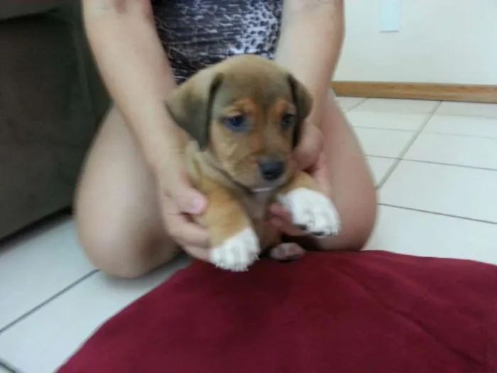 Cachorro ra a SRD idade 2 a 6 meses nome sem nome