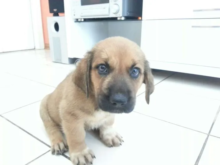Cachorro ra a SRD idade 2 a 6 meses nome sem nome